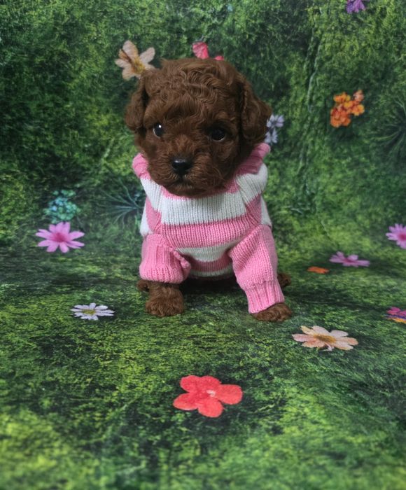 Той пудел момиче с документ за произход