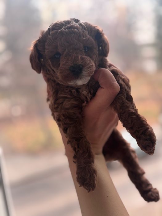 Пудел Той- женски