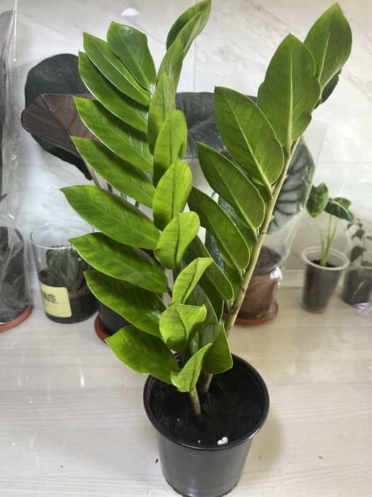 Комнатные растения