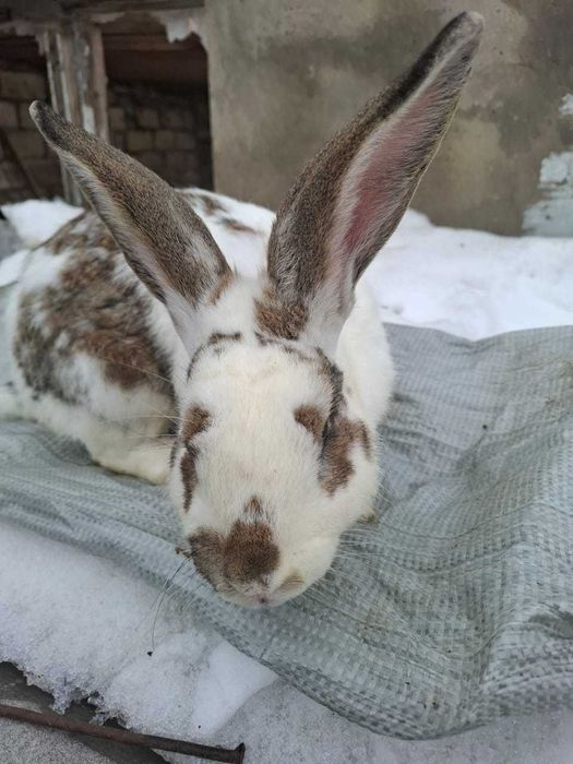 Продам 2 крола 8 месяцев