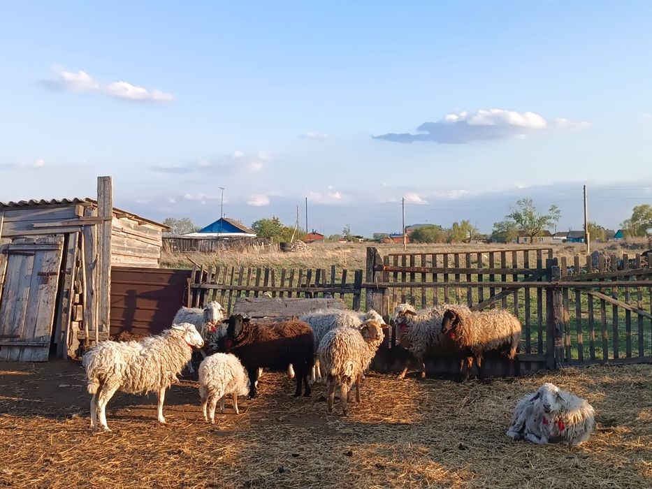 Продам овец с . Достык ,район М. Жумабаева