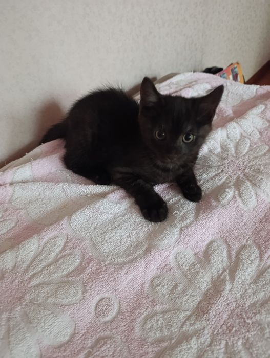 Отдам котенка в хорошие руки