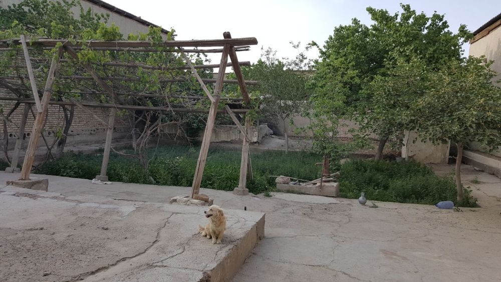 Yer ushastkasi hovli