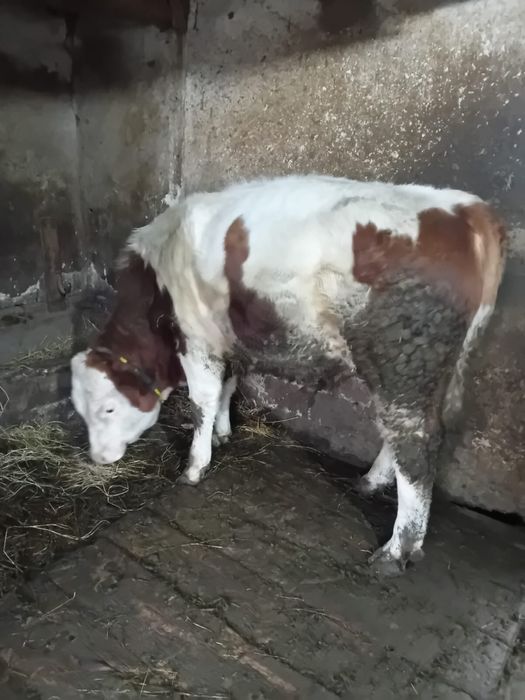 De vanzare taur baltata romaneasca