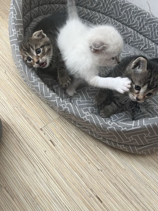 Продам котят срочно