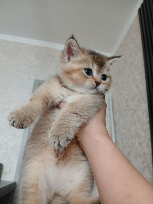 Продаю котенка шиншила