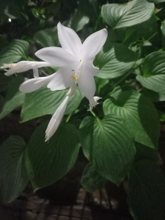 Садовые цветы папоротник, ландыши и функии, а также семена аквилегии