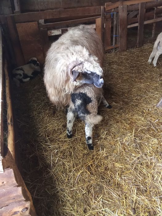 De vânzare 3 oi cu miei mări