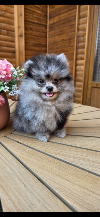 Померанче,мини момиченце мерле!