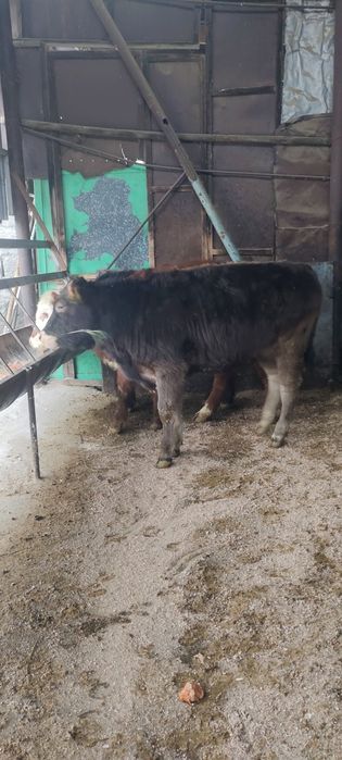 Продам бычка гелефорд и телочки