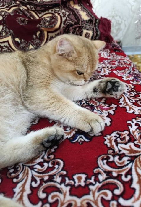 Продаётся кошка породы Золотая Шиншилла