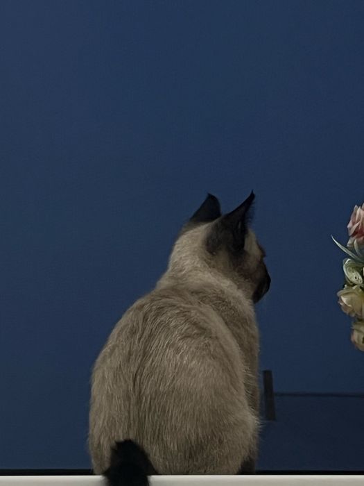 Котенок 4 месячная