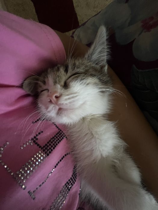 Котенок бесплатно