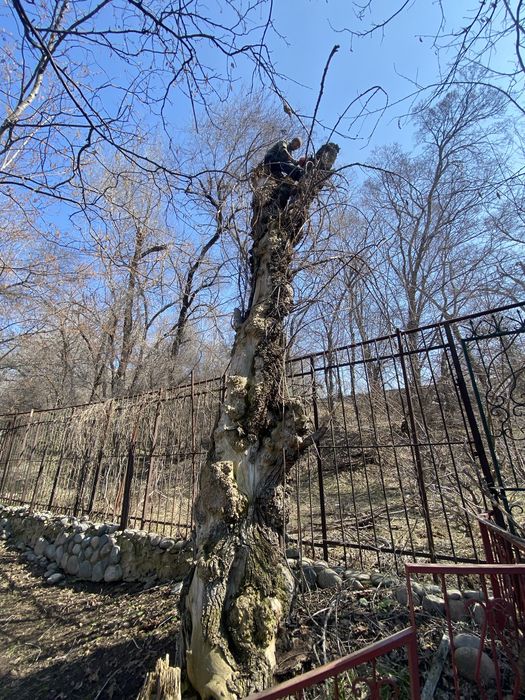 Спил деревьев Обращайтесь