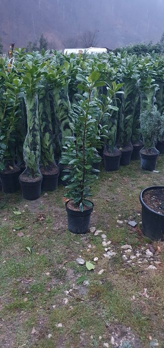 Laura englezesc leylandi chiparos