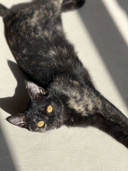 Котенок, девочка ищет дом