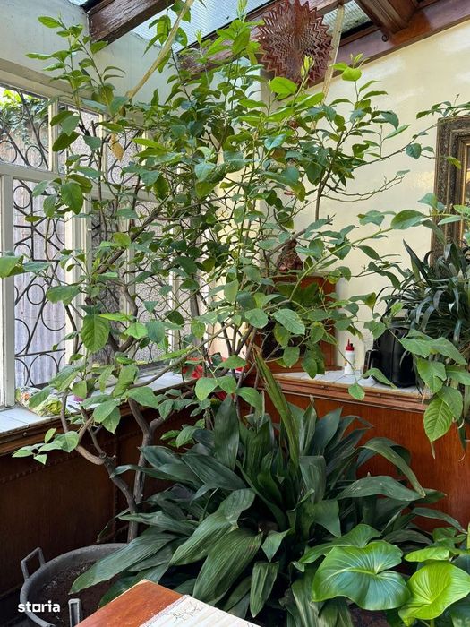 Casa de inchiriat in Oradea aproape de Magazinul Crisul