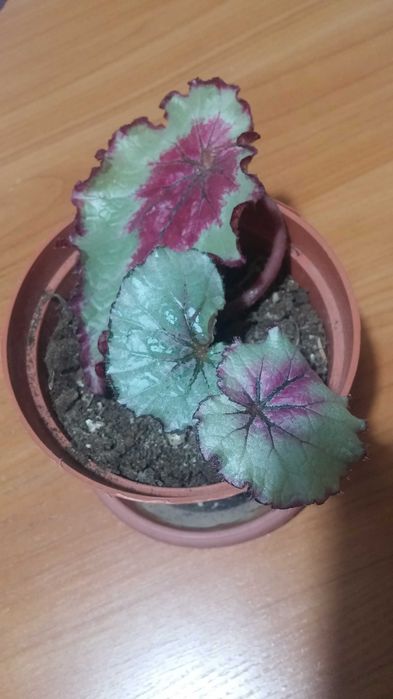 Бегония комнатная