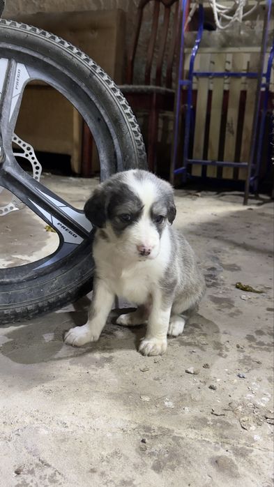 1 айлық күшіктер…