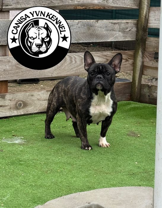 Femela buldog francez