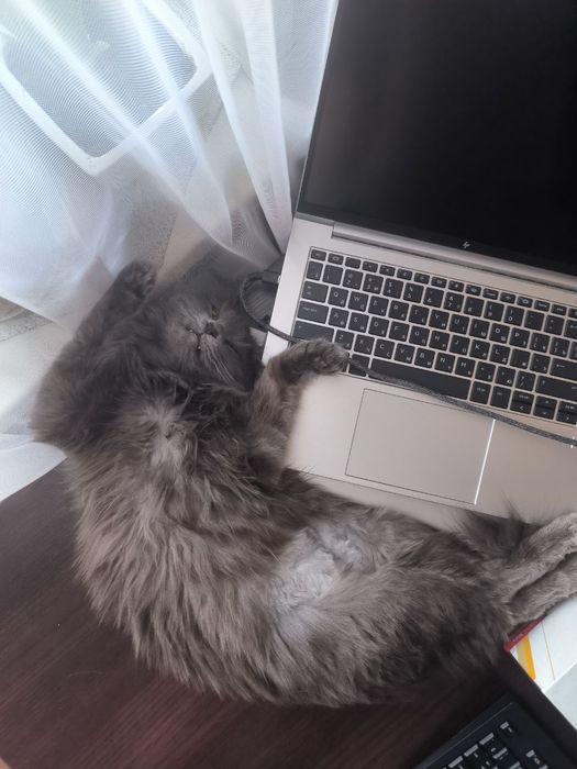 Ищем новый дом для кошки