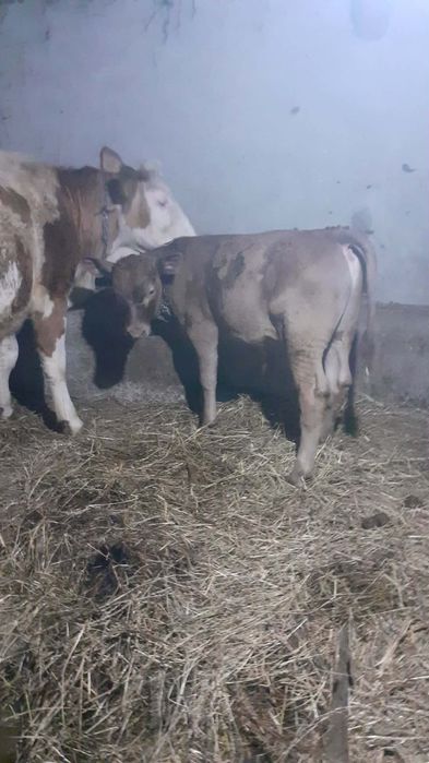 Vând vacă și vițel .