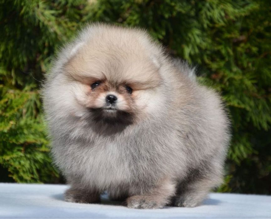 Fetita pomeranian mini/toy!