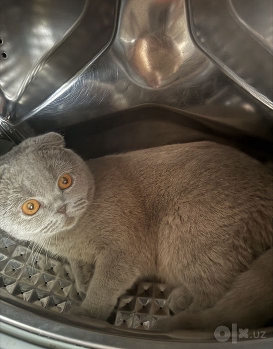 Срочно Продается Кошка Пароды SCOTTISH FOLD!