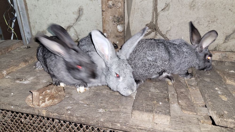 Кролики на племя