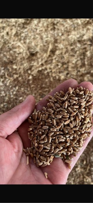 Зерно в мешках