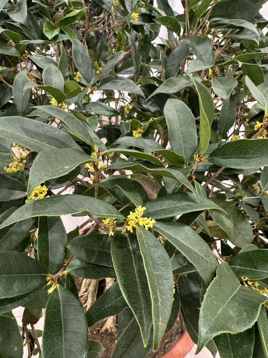 Душистый Османтус