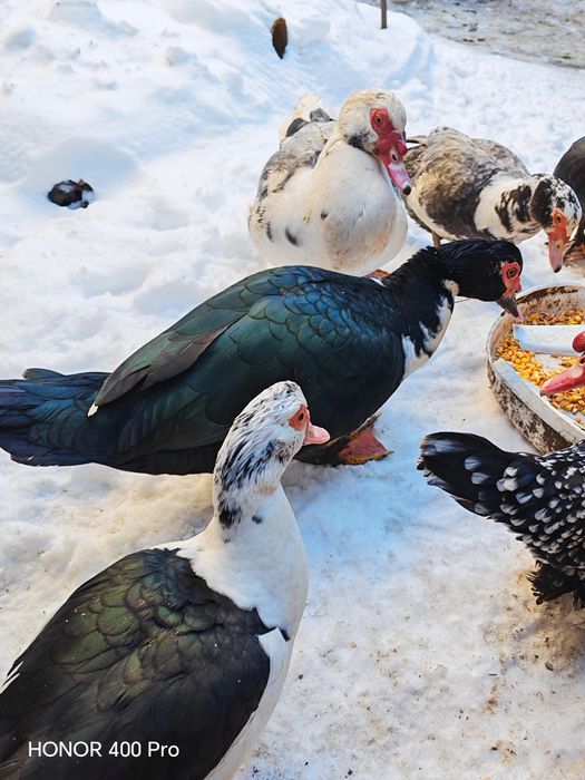 Disponibile oua de rata muta