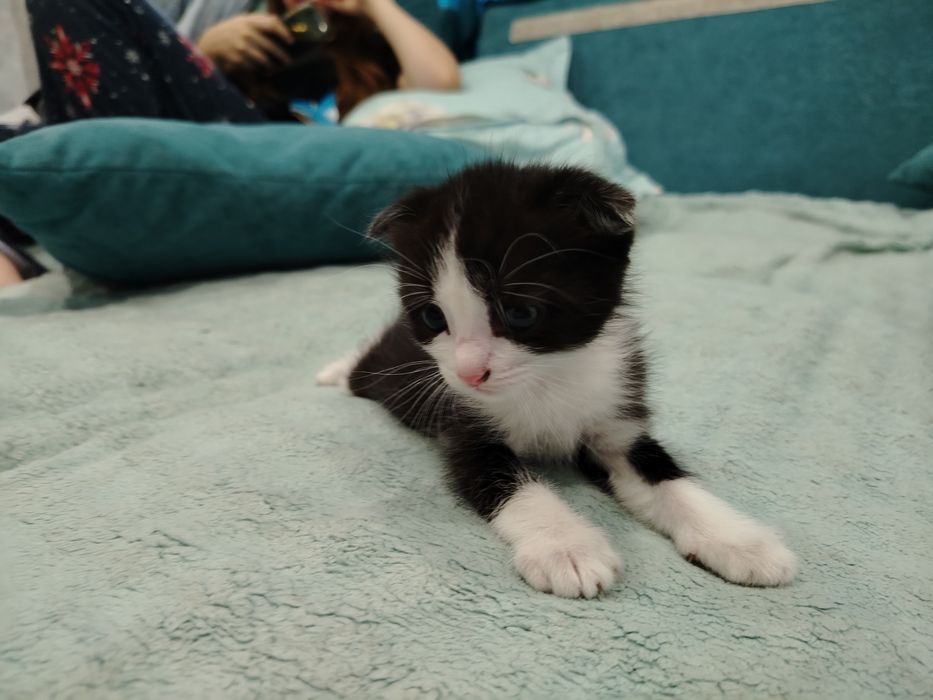 Отдам котят в добрые руки