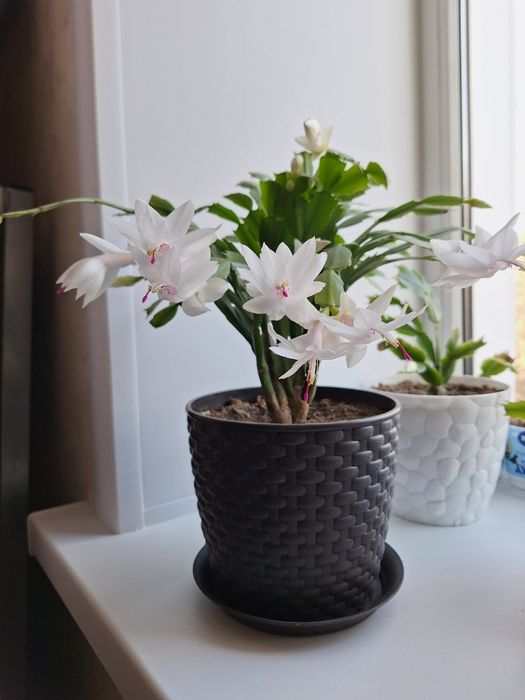 Декабрист (шлюмбергера)