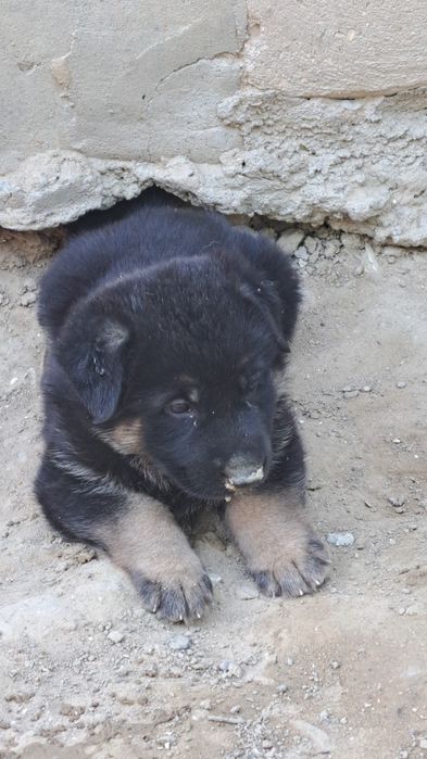 Авчарка күшік сатамын  ұрғашы