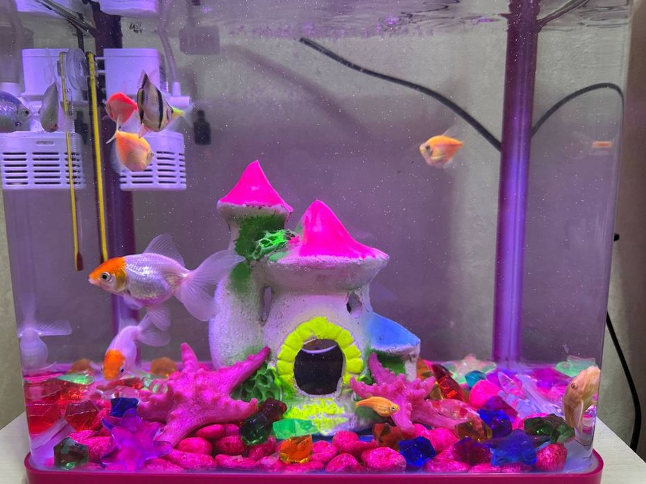 Аквариум  хамма нарсаси билан сотилади