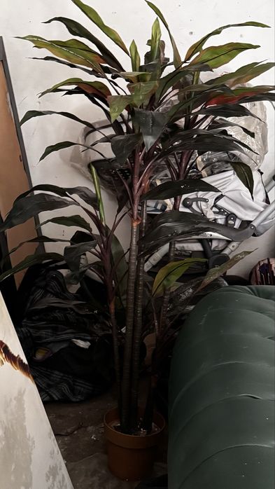 Продаю высокие растения икеа ikea