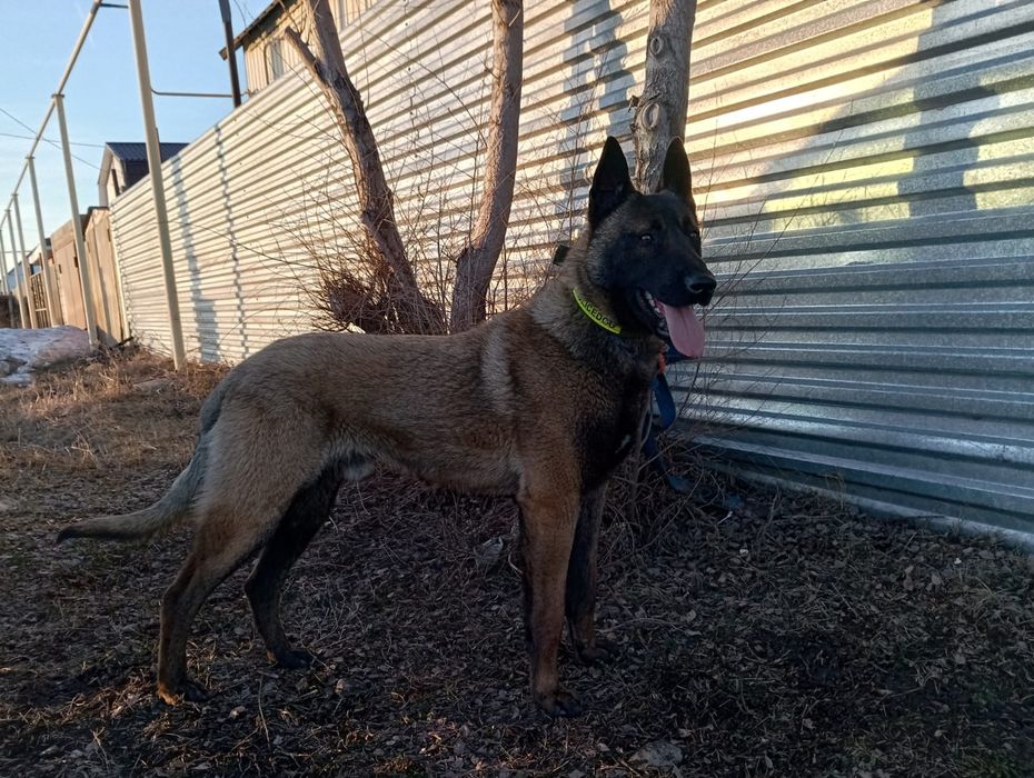 Продается малинуа