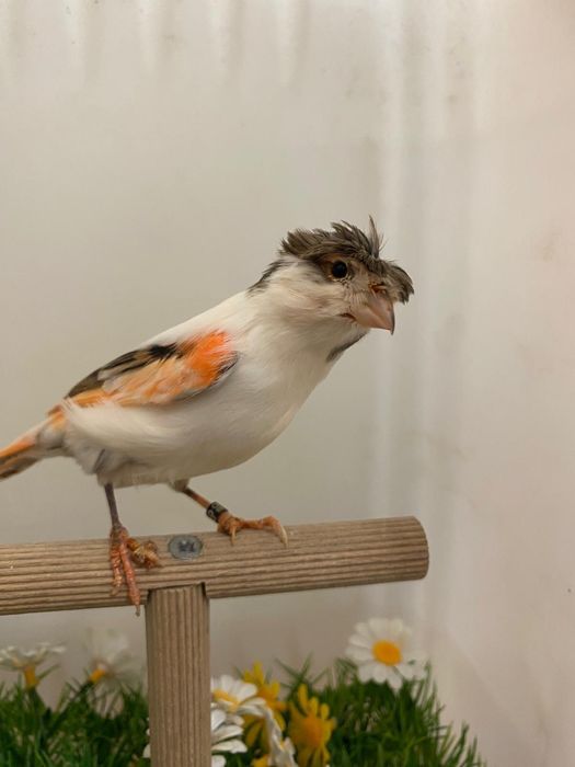 Canari arlechini portughezi