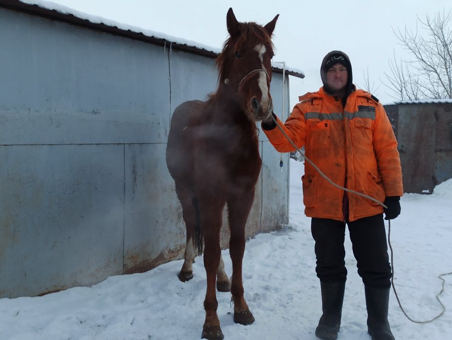 Жеребчики 3 года