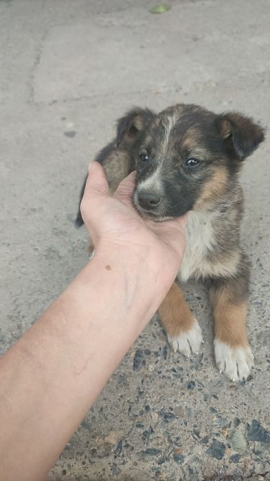 Щенок мальчик срочно отдам