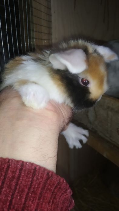 Karlik baran satin zoti