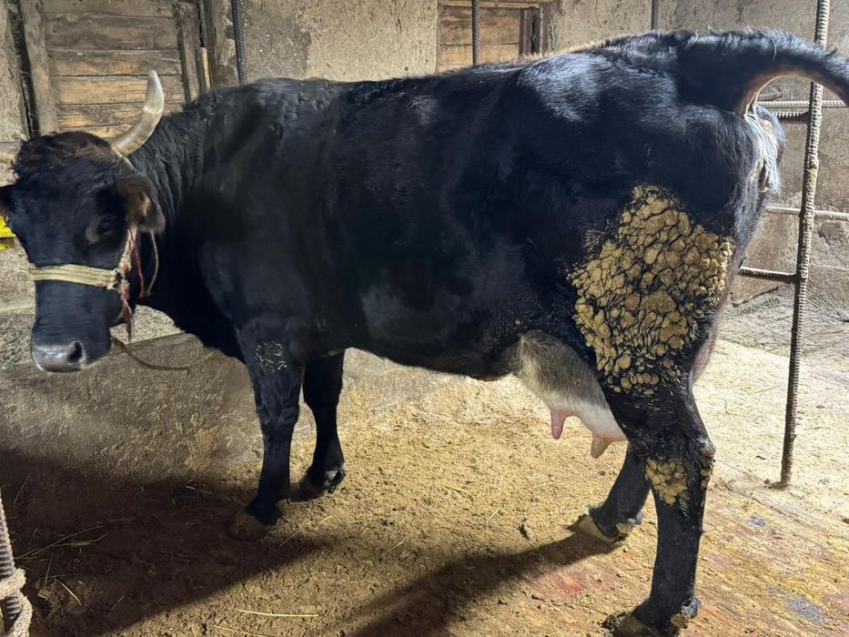 Карова из фермы продам