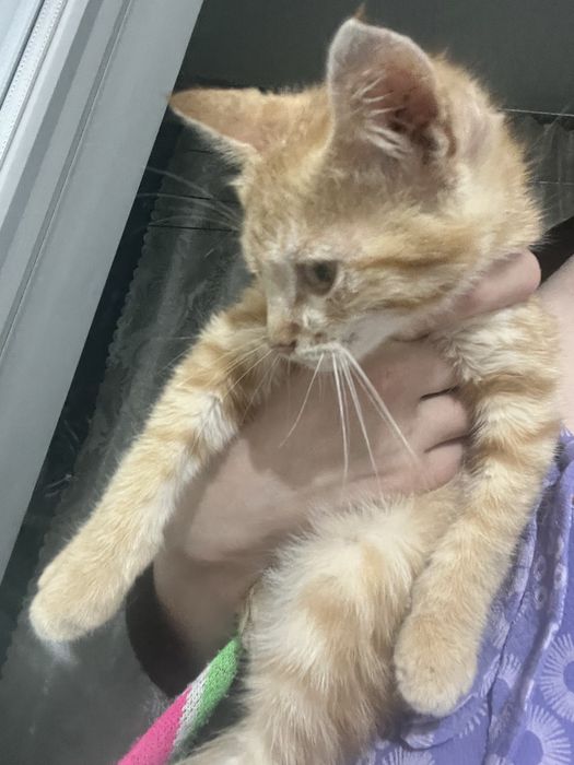Котята ищут хозяина