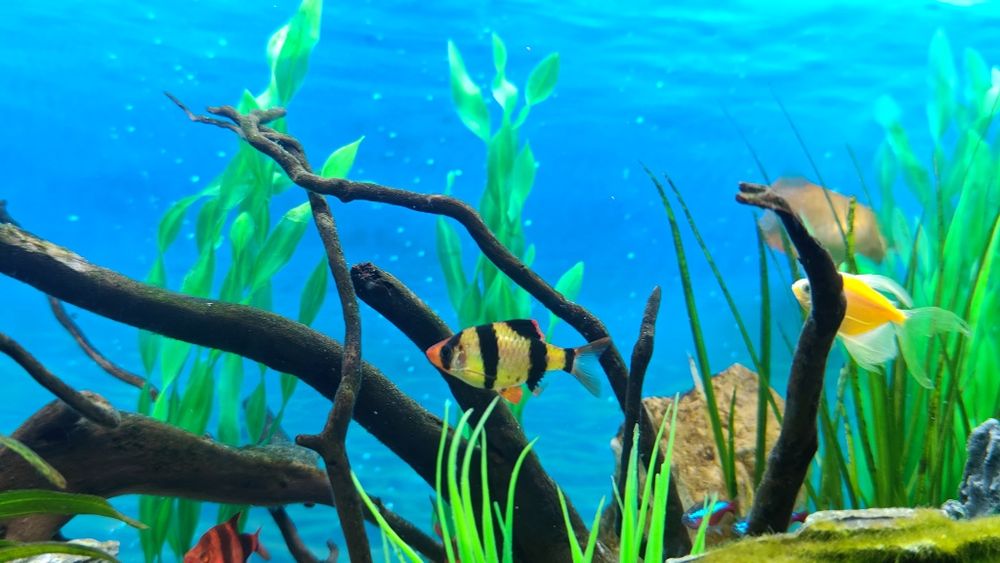 Pesti exotici de acvariu gurami/gourami si puntigrus tetrazona