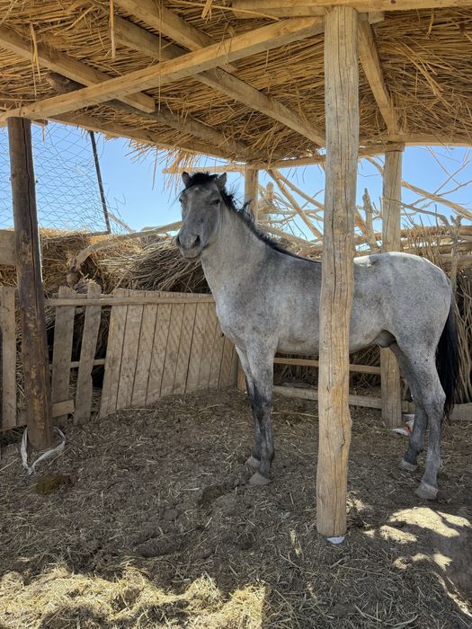 Жылқы сатылады бордақы да тұр