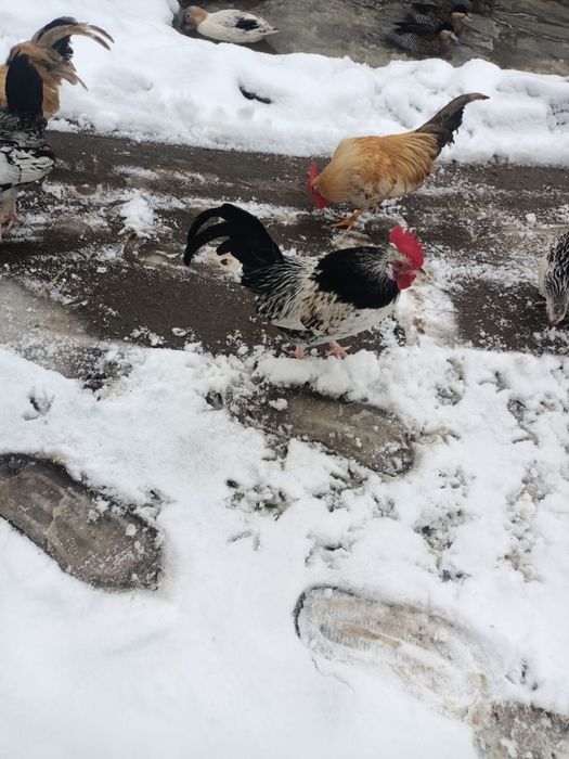 Vand ratoi pitica olandeza si cocosi pitici