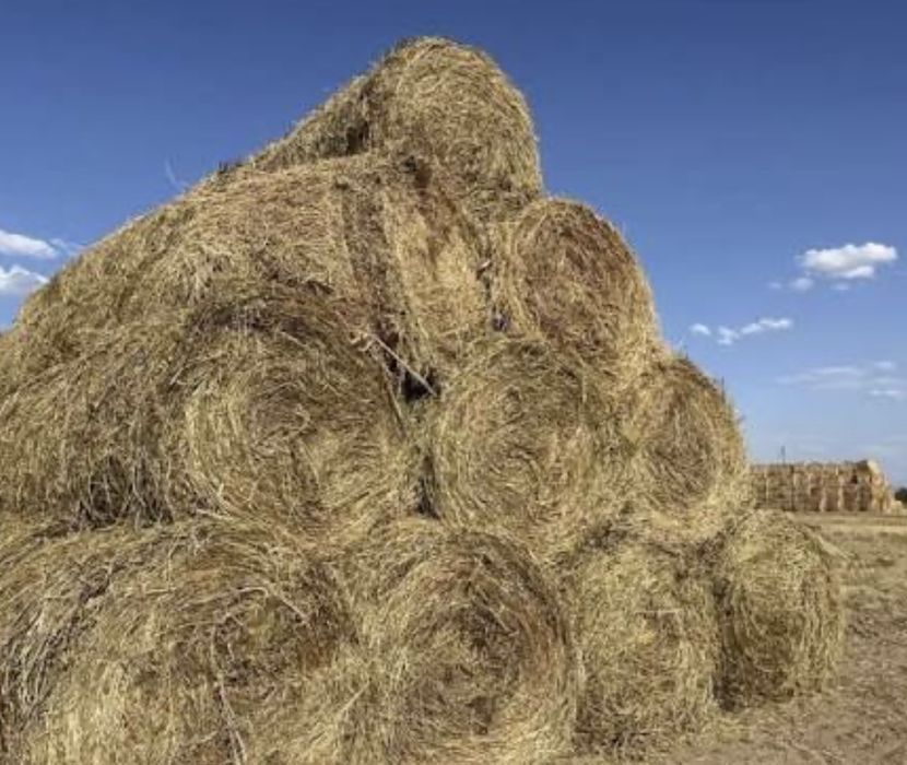 Жем шөп жоңышқа сабан