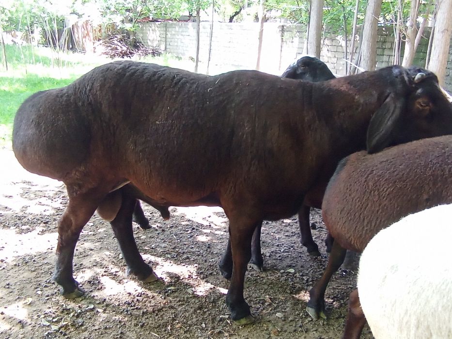 Хусори кучкор сотилади