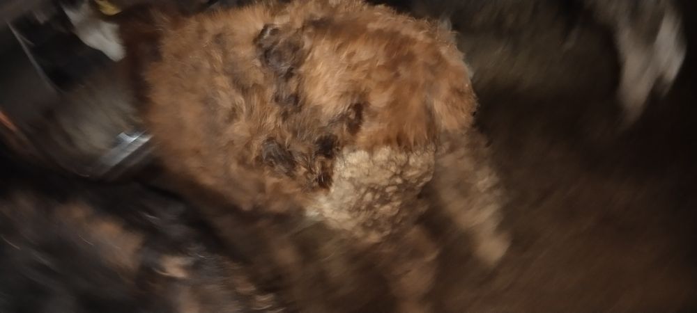 Продам бычков 10 месяцев